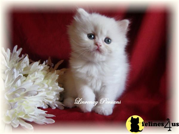 Kittens for Sale in Ohio