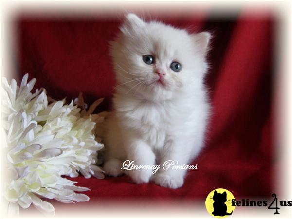 Persian Kittens in Ohio