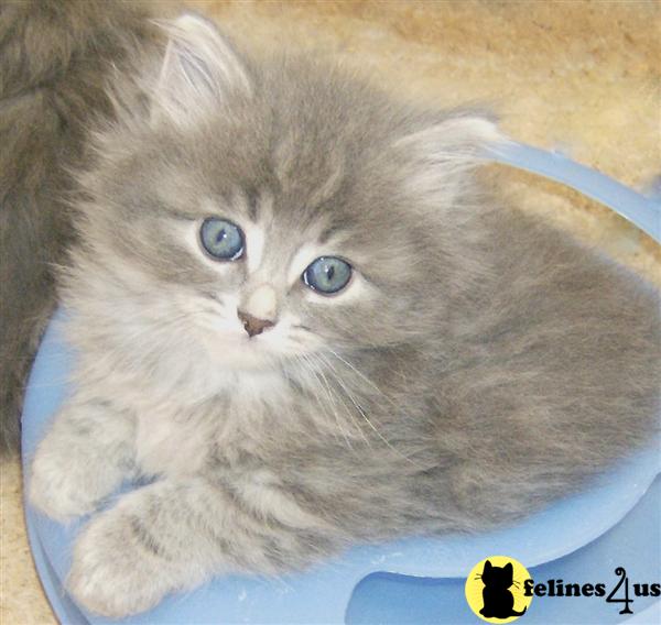 Kittens for Sale in Colorado