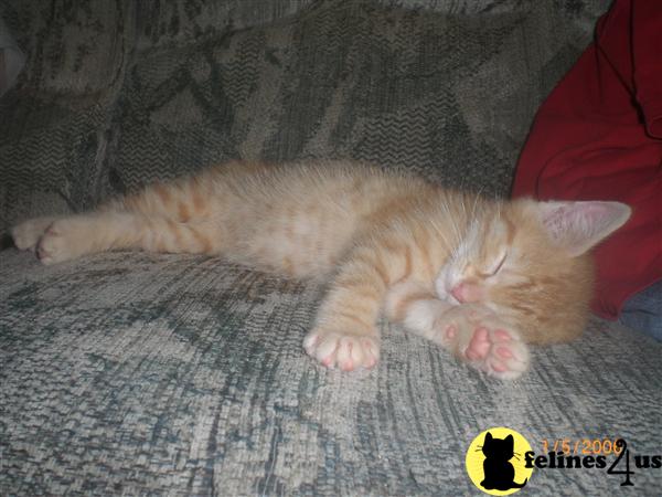Kittens for Sale in Nebraska