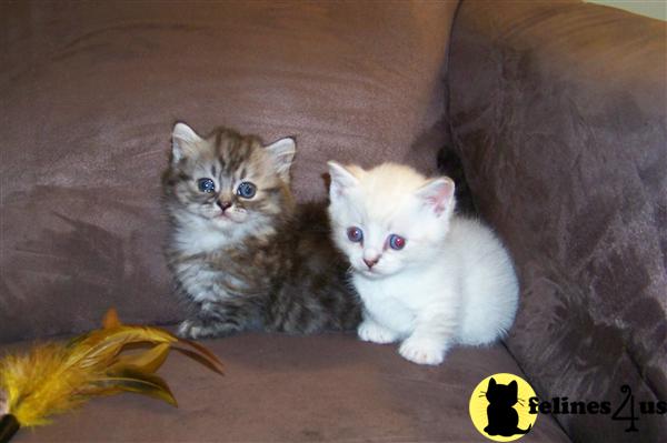 Munchkin Kittens