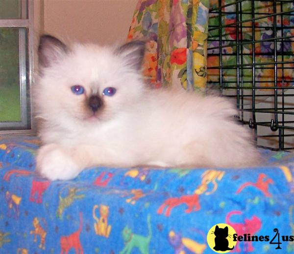 Kittens for Sale in Texas