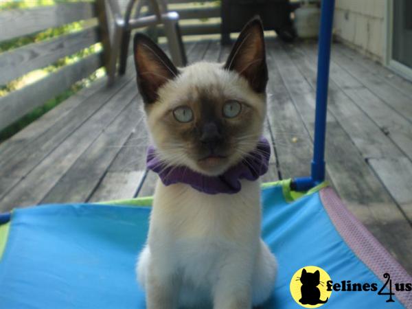Siamese Kittens