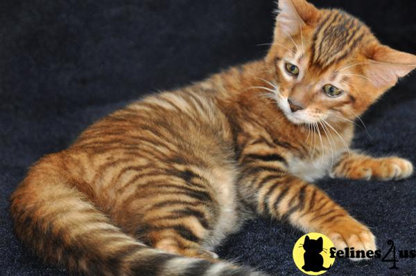 Bengal Kittens in California