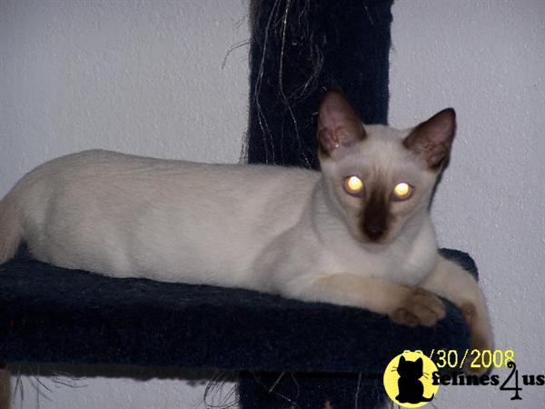 Kittens for Sale in Oklahoma