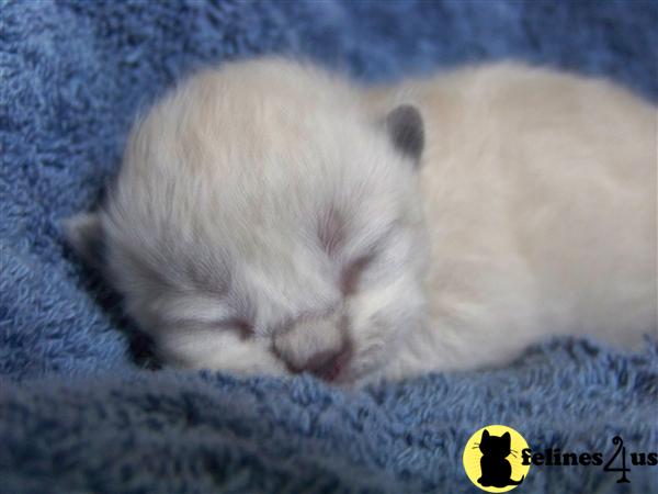 Himalayan Kittens