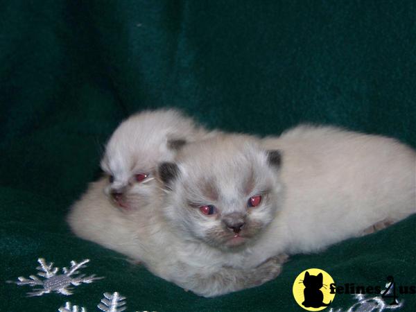 Himalayan Kittens