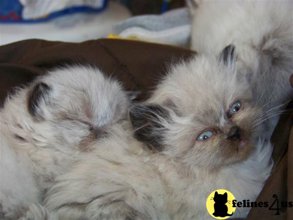 Himalayan Kittens