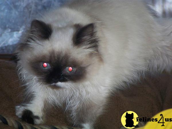 Kittens for Sale