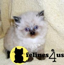 Kittens for Sale