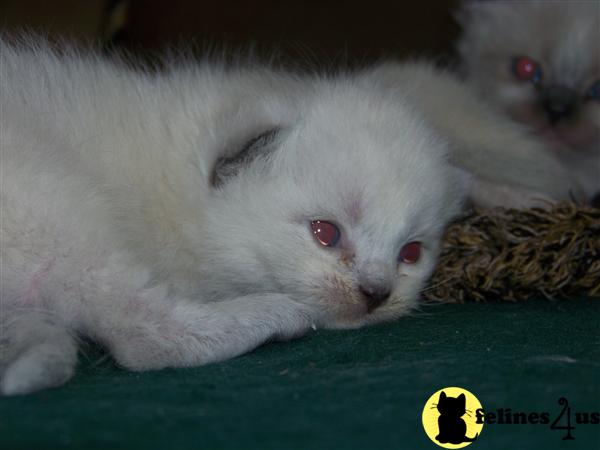 Kittens for Sale