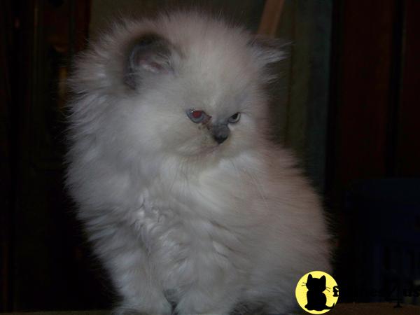 Himalayan Kittens