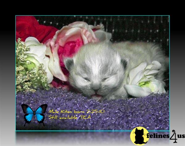 Himalayan Kittens