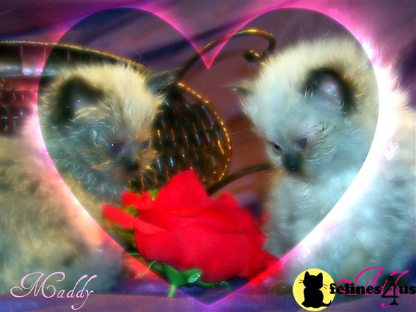 Come watch your himalayan kitten grow with us