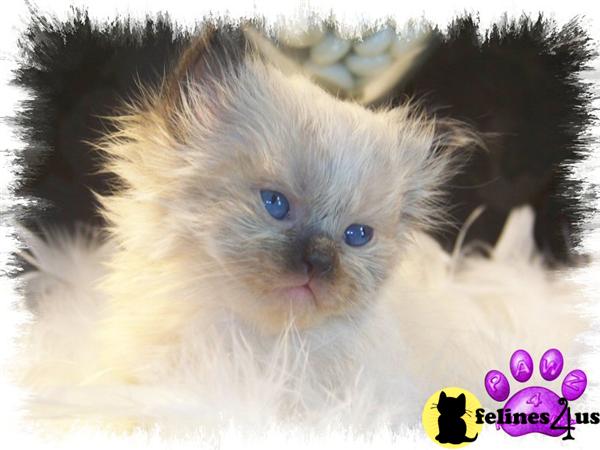 Kittens for Sale in Pennsylvania