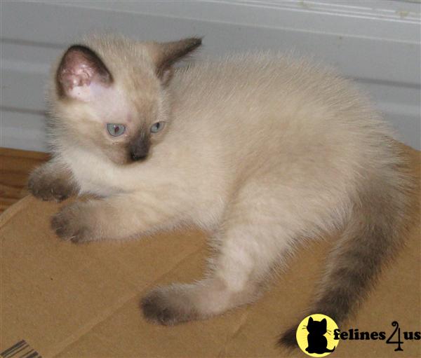 Siamese Kittens