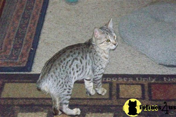 Kittens for Sale in Washington