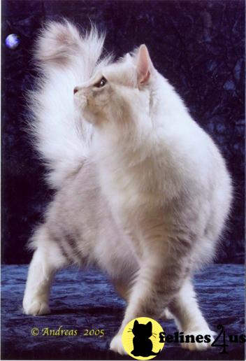 Siberian Kittens