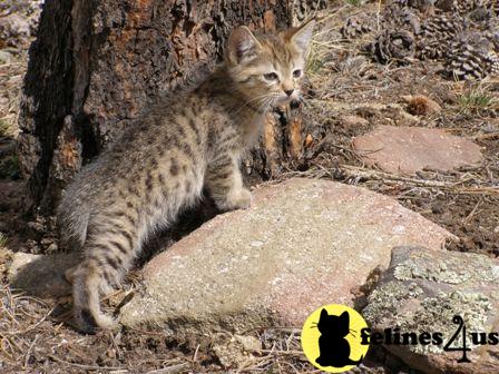 Kittens for Sale in Colorado