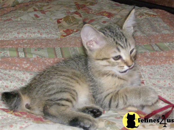 Kittens for Sale in Colorado