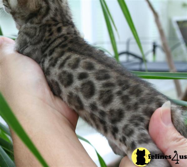 Bengal Kittens in Louisiana
