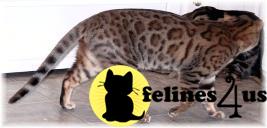 Bengal Kittens in Texas