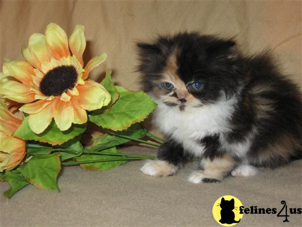 Kittens for Sale in California