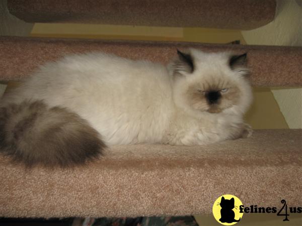Kittens for Sale in California