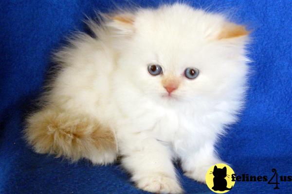 Himalayan Kittens - A Purrfect Persian 4 U
