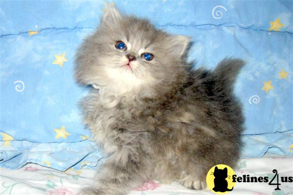 Kittens for Sale in California