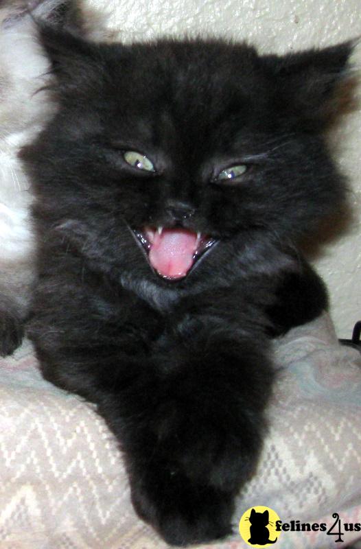 Salem