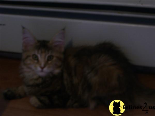 Maine Coon Kittens