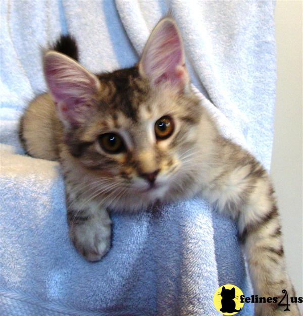 Maine Coon Kittens