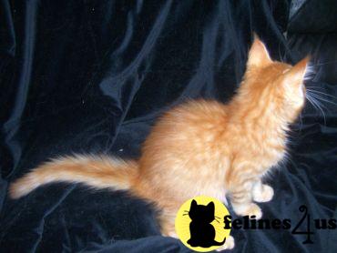 Kittens for Sale