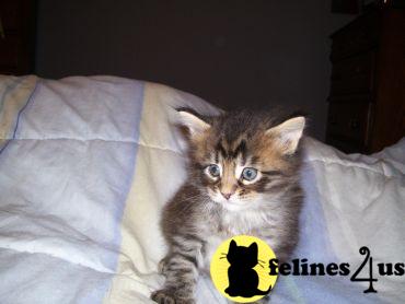 Kittens for Sale in Massachusetts