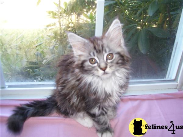 Maine Coon Kittens