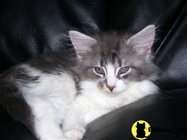 Maine Coon Kittens