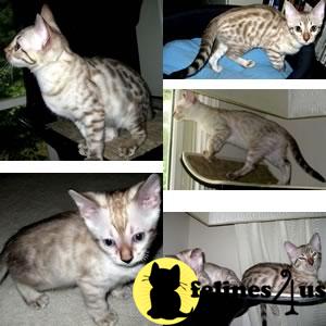 Bengal Kittens in Georgia