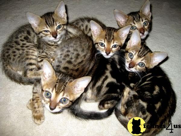 Bengal Kittens in Georgia