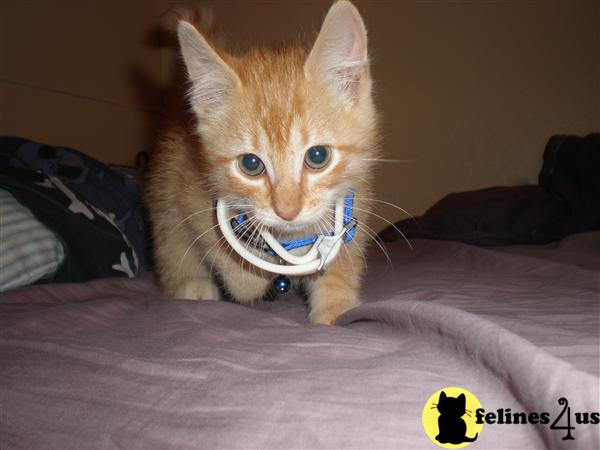 Kittens for Sale in Oklahoma