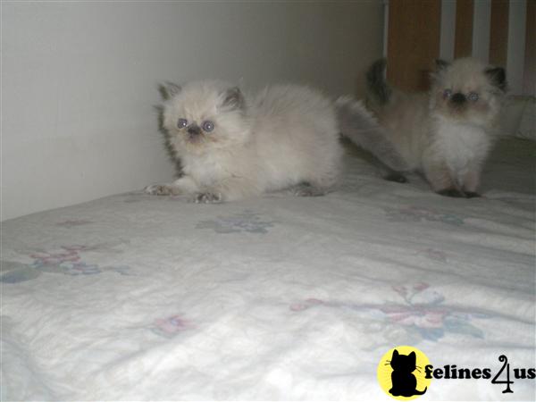 Kittens for Sale in Utah