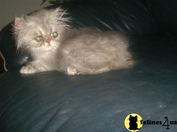 Kittens for Sale in Utah