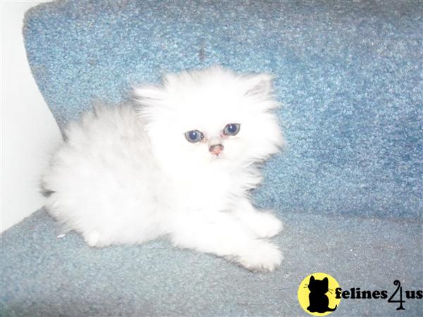 Kittens for Sale in Utah