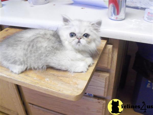 silver persian male kitten
