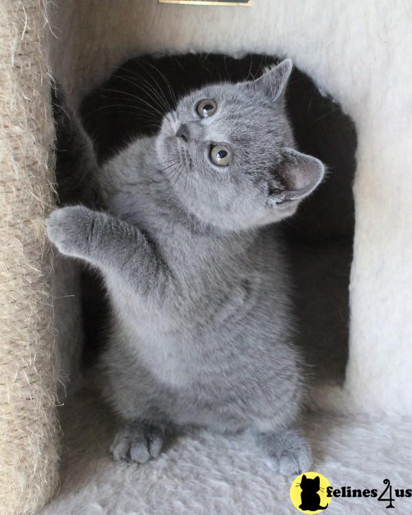 British Shorthair Kittens