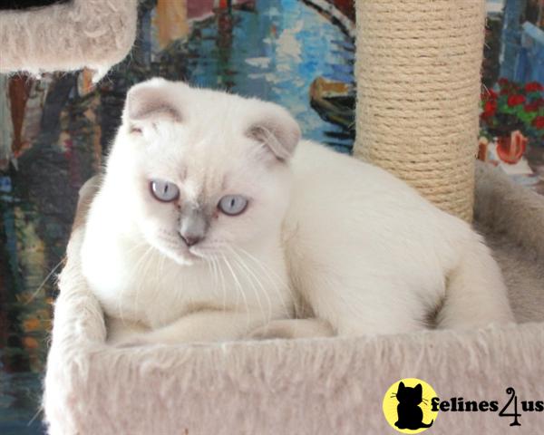 Kittens for Sale in New York