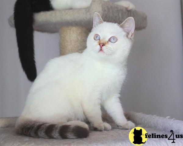 British Shorthair Kittens