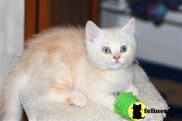 British Shorthair Kittens