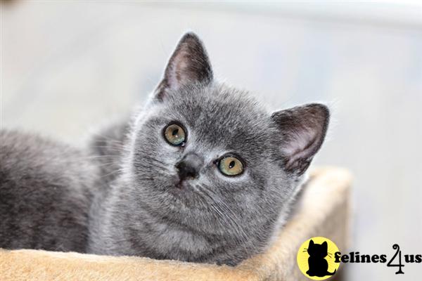 British Shorthair Kittens