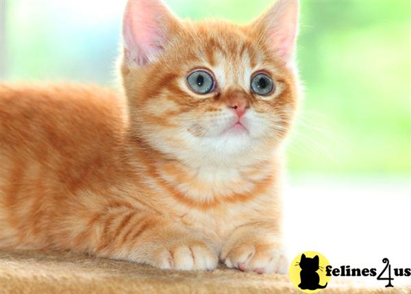 British Shorthair Kittens